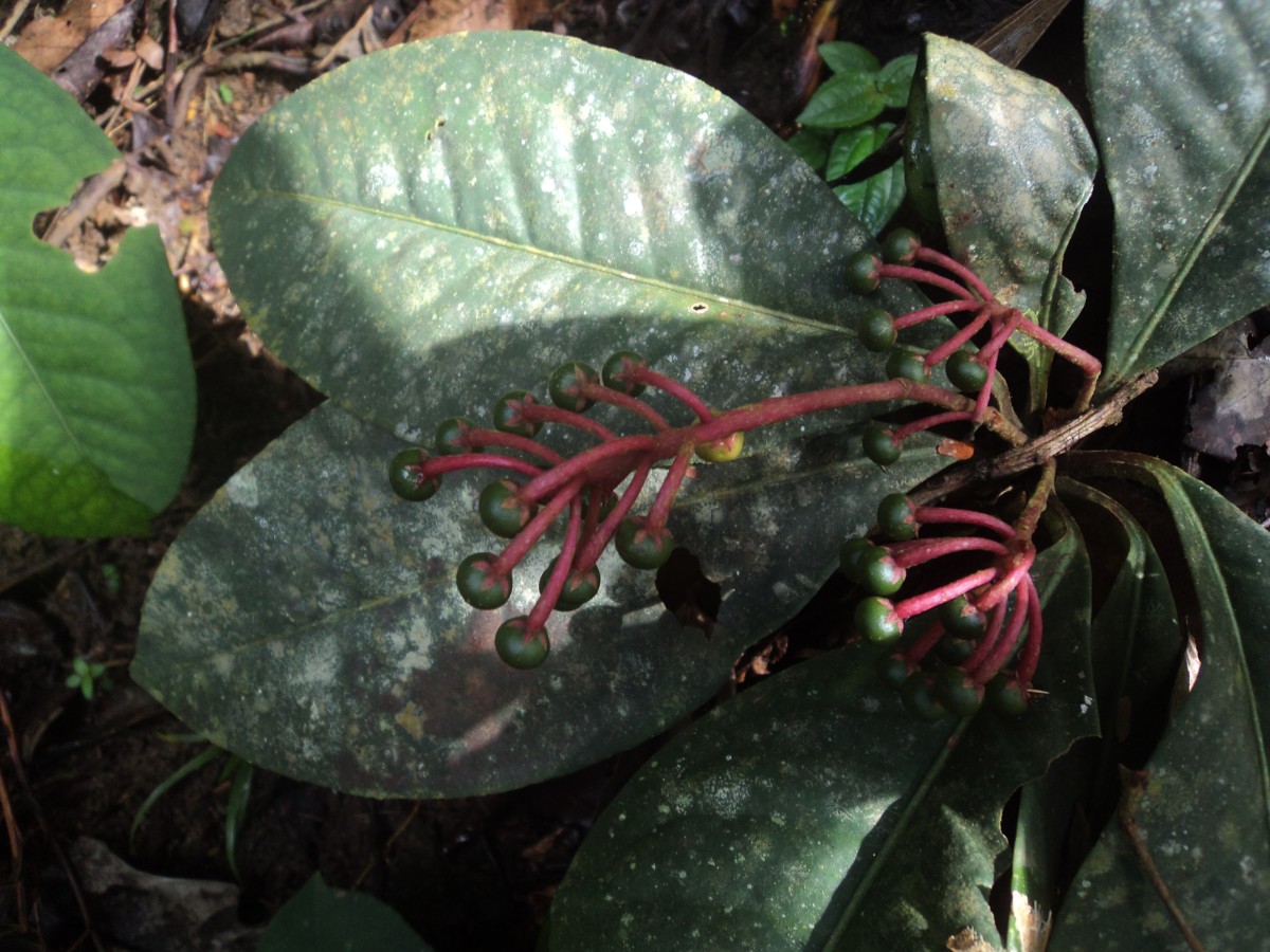 Ardisia zeylanica (Gaertn.) Lam. ex Forsyth f.